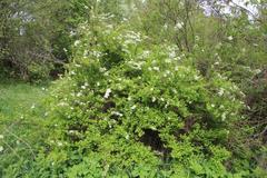 Spiraea chamaedryfolia