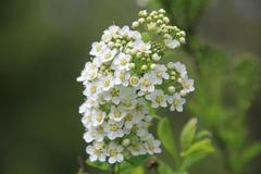 Spiraea chamaedryfolia