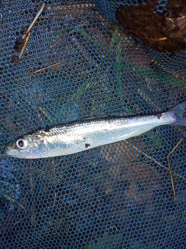 Sardinella observed 2026-09-29