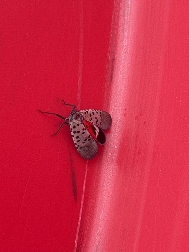 Spotted Lanternfly