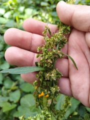 Rumex obtusifolius