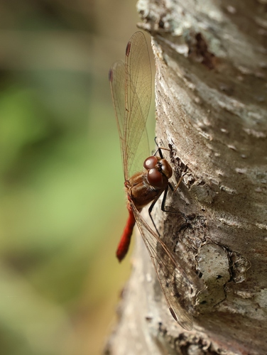 Vagrant Darter