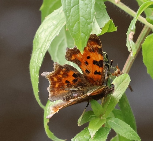 European Comma