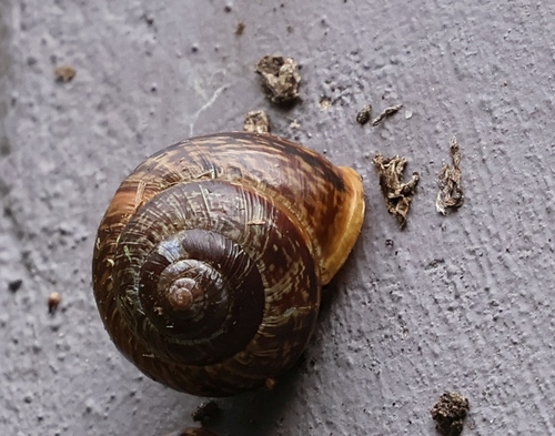 Copse Snail