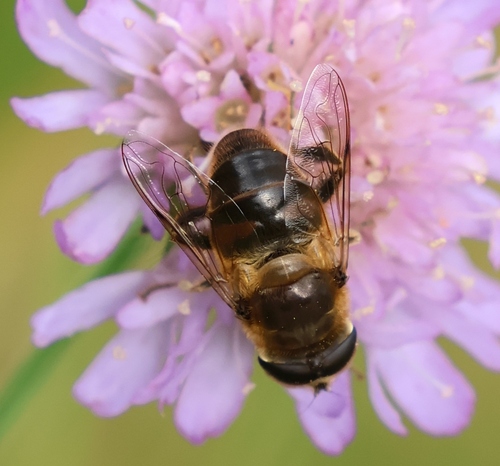 Common Drone Fly