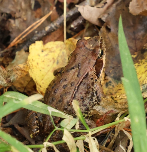 European Common Frog