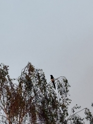 Eurasian Magpie