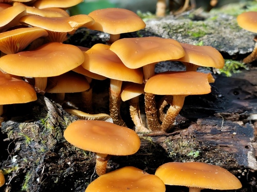 Sheathed Woodtuft