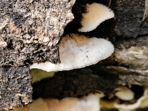 Trembling Crust