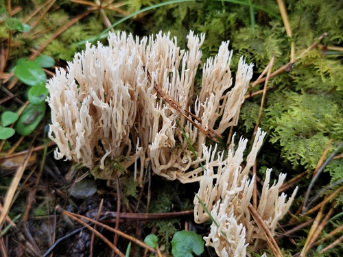 Ramaria gracilis