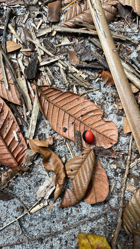 Ormosia observed 2026-09-17