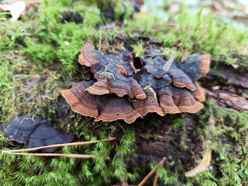 Oak Curtain Crust Fungus