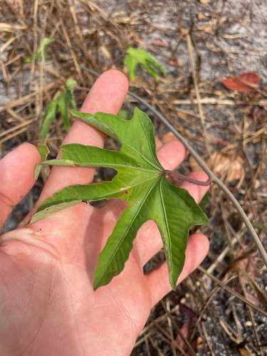 Ipomoea mauritiana observed 2026-09-17