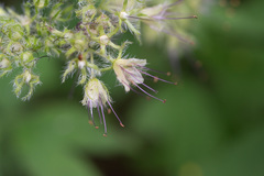 Hydrophyllum tenuipes