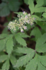 Hydrophyllum tenuipes