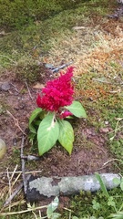 Celosia argentea plumosa