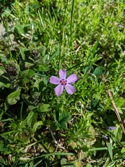 Phlox subulata