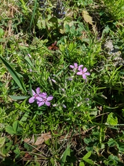 Phlox subulata