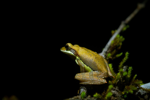 Saddled Tree frog
