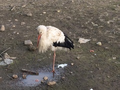 Ciconia ciconia