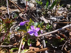 Viola sacchalinensis