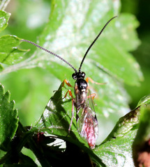 Crypteffigies lanius