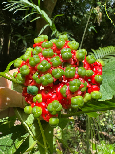 Clerodendrum speciosissimum observed 2026-09-27