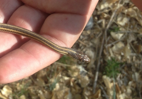 Arid Land Ribbon Snake
