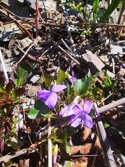 Viola sacchalinensis