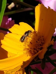 Lasioglossum pectorale