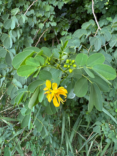 Senna bicapsularis observed 2026-09-27