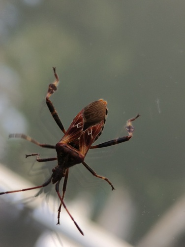 Western Conifer Seed Bug