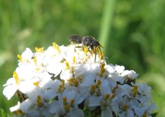 Hylaeus