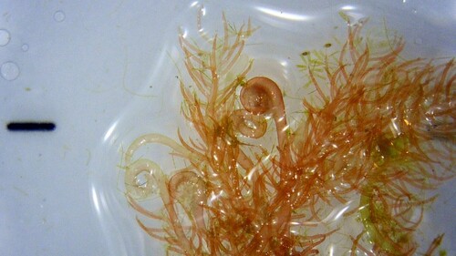 Bonnemaisonia hamifera observed 2026-09-26