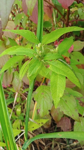 white turtlehead