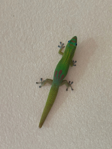 Phelsuma laticauda observed 2026-09-30