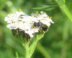 Hylaeus