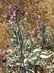 Eriodictyon traskiae traskiae