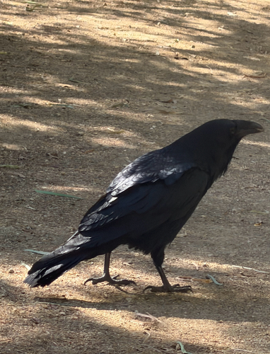 Common Raven