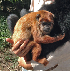 Alouatta sara