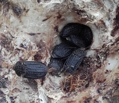 Thanatophilus rugosus