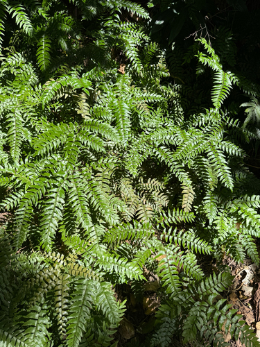 Adiantum latifolium, 2026-09-27
