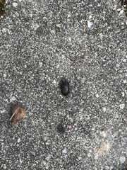 Dermestes