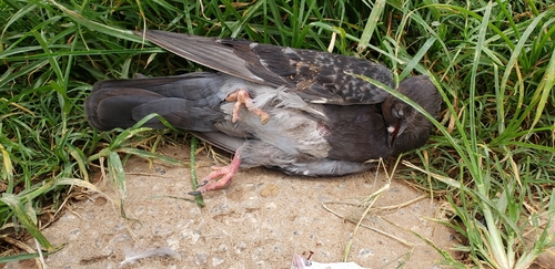 Feral Pigeon