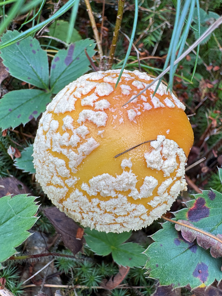 Fly Agaric · September 2026 · photo: Photo: no rights reserved · iNaturalist