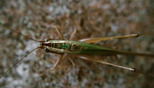 Conocephalus goianus