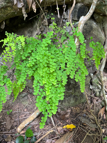 Fragile maidenhair (Adiantum fragile)
