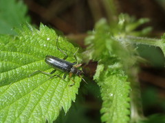 Cortodera femorata
