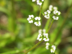 Valerianella dentata