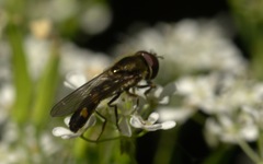 Platycheirus scutatus